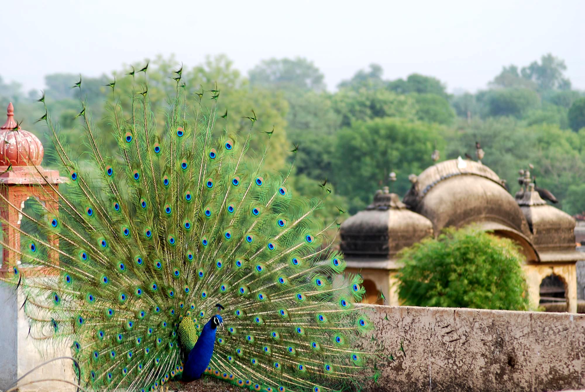 Golden Triangle & Ranthambore