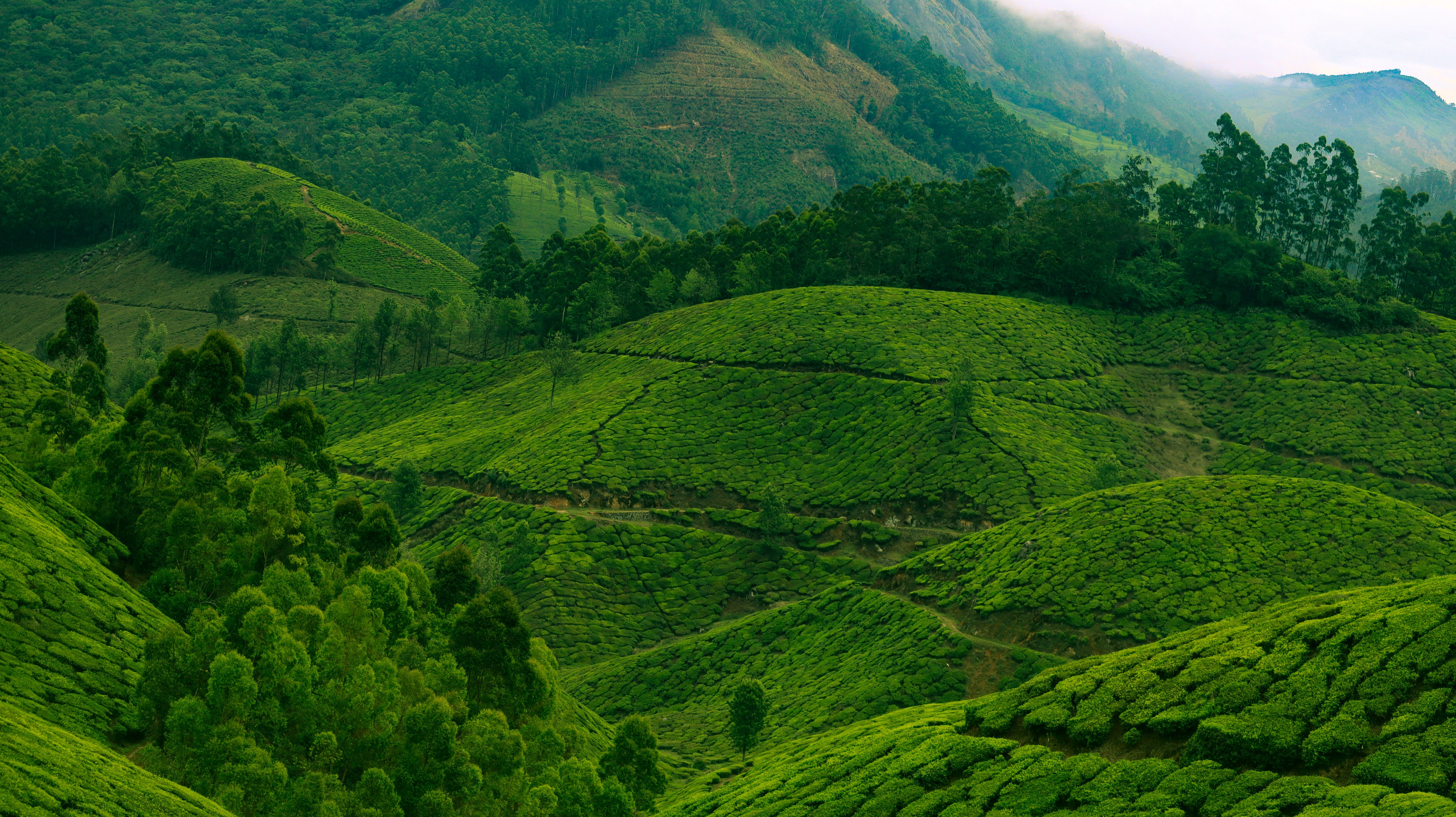 Kerala’s Coastal & Highland Heritage