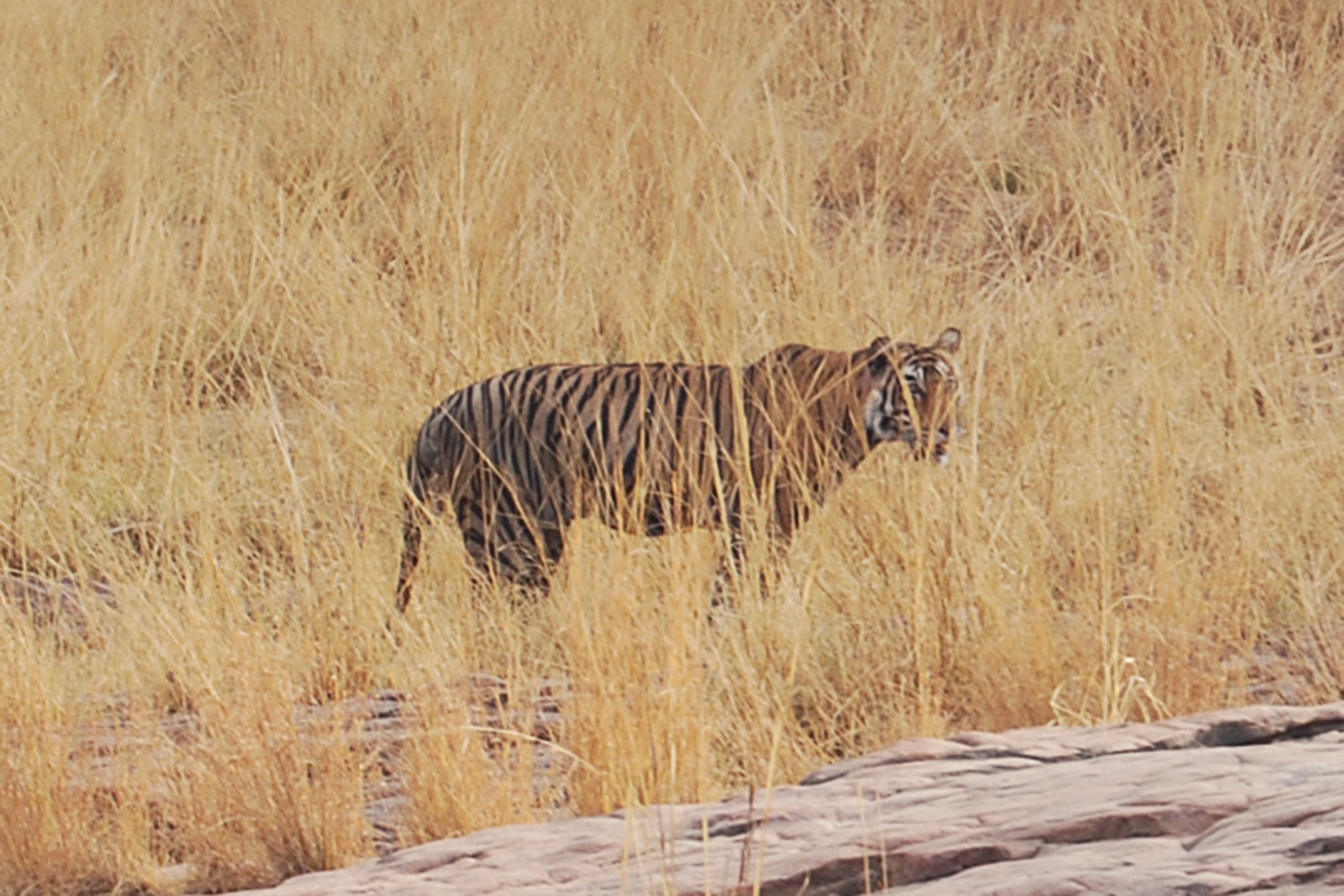 Golden Triangle & Ranthambore