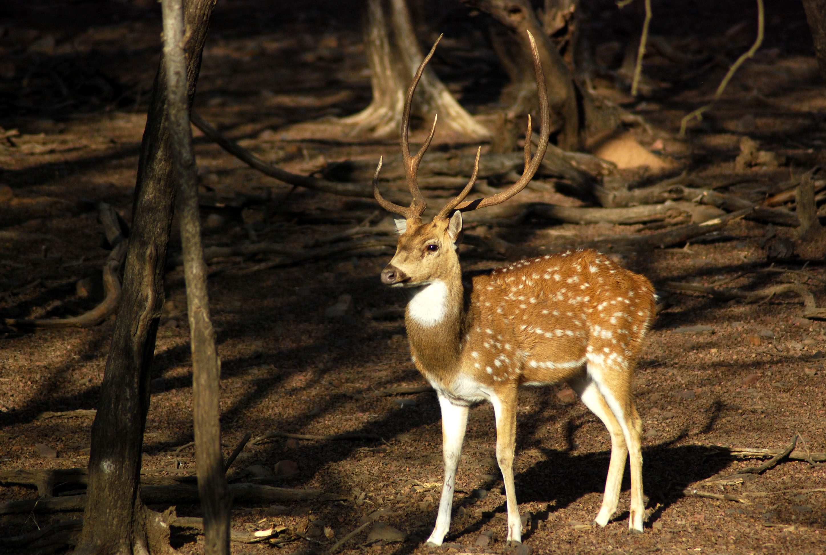Golden Triangle & Ranthambore