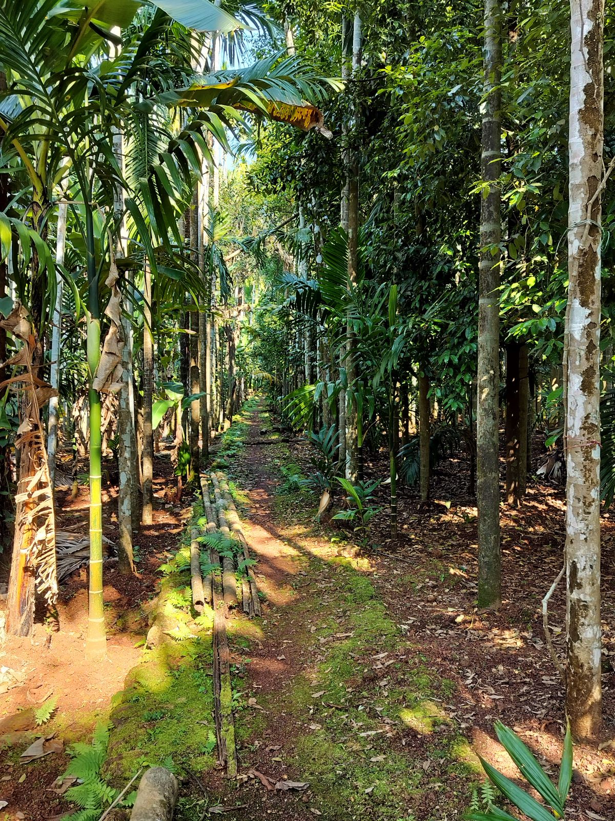 Feni, Forts & Folklore: Redefining Goa Travel!