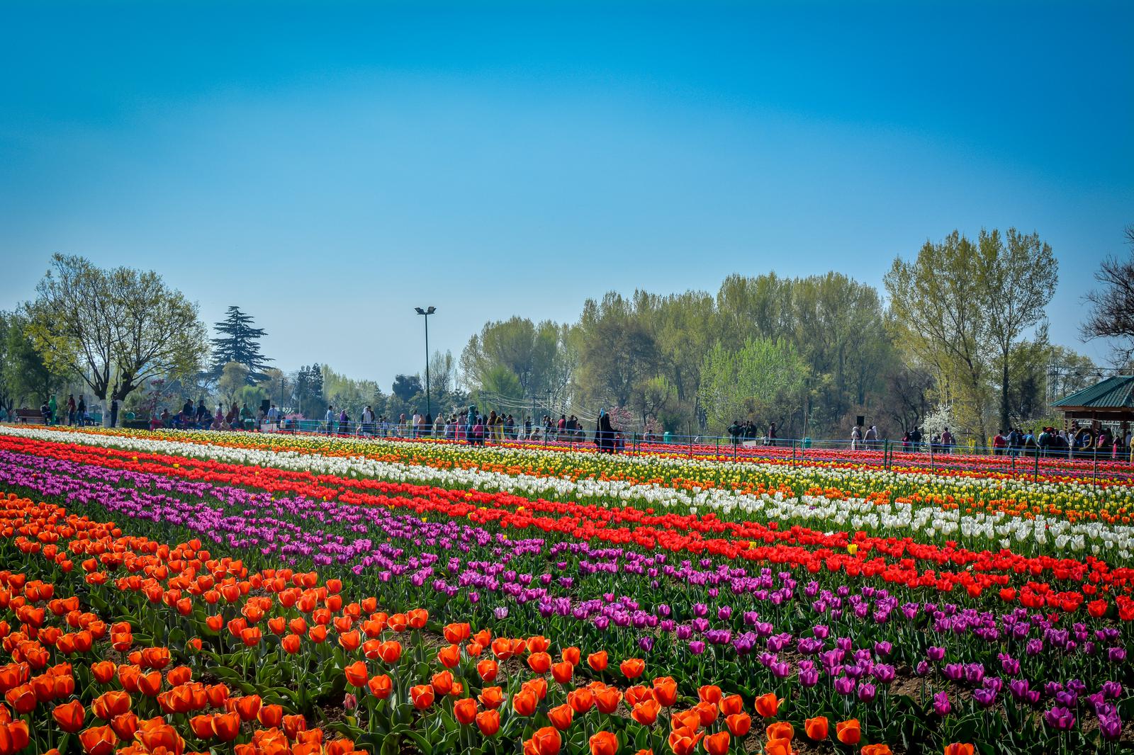 Kashmir - The Paradise Reclaimed